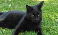 Puzzle Chat noir