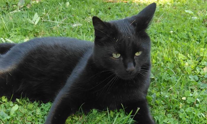 Puzzle Chat noir - Animaux - Absolu Puzzle