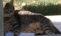 Puzzle tigris s'abrite du soleil