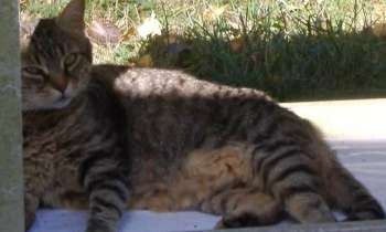 Puzzle 13150 - tigris s'abrite du soleil