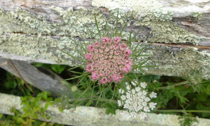 Puzzle fleurs de carottes sauvages