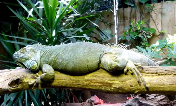 Puzzle iguane