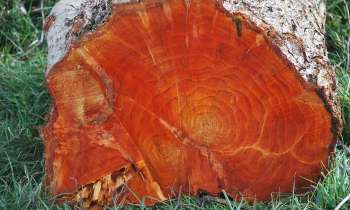 Puzzle 12167 - joli tronc d'arbre coupé