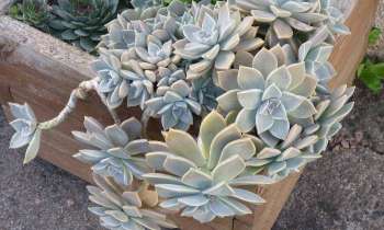 Puzzle 11400 - succulentes