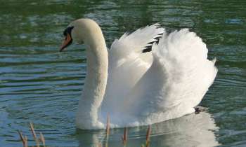 Puzzle 6943 - cygne sur l'eau