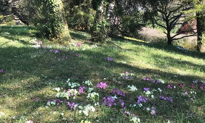 Puzzle voilà le printemps