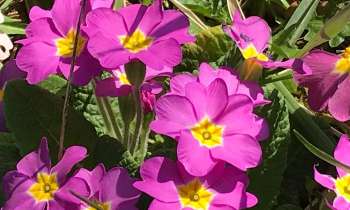 7257 | fleurs mauves printannières - 