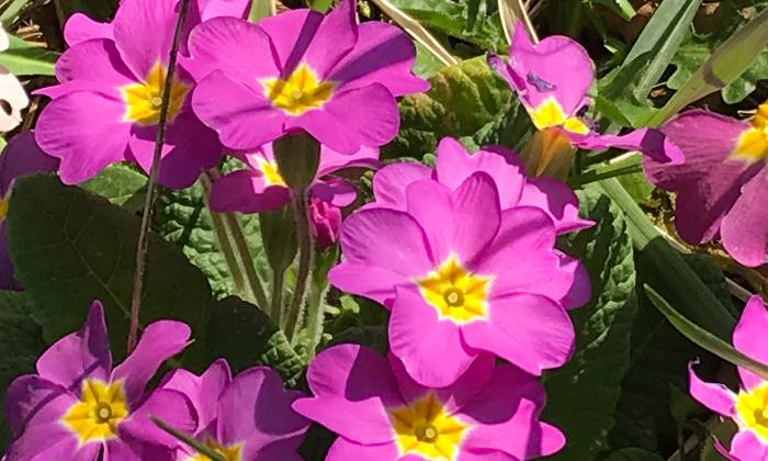 Puzzle fleurs mauves printannières