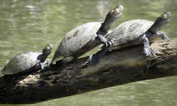 Puzzle 6962 - Tortues sur le fleuve Amazone