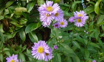 Puzzle 7177 - asters en fleurs