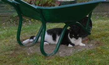 Puzzle 6928 - Chat noir et blanc