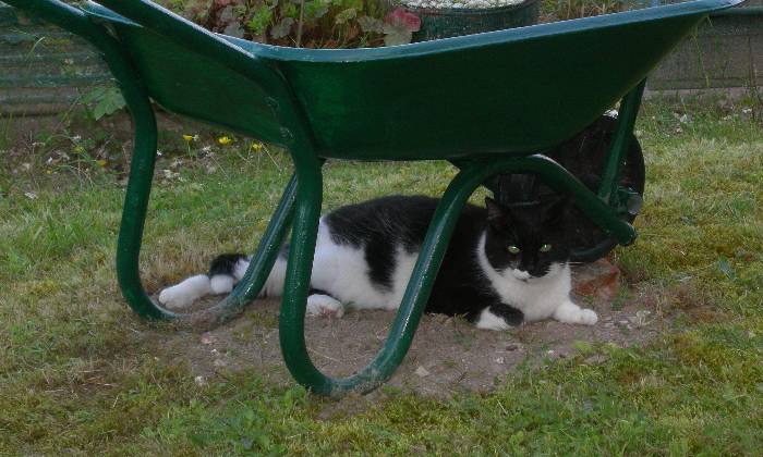 Puzzle Chat noir et blanc