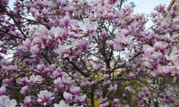 Puzzle 11606 - Magnolia en fleurs