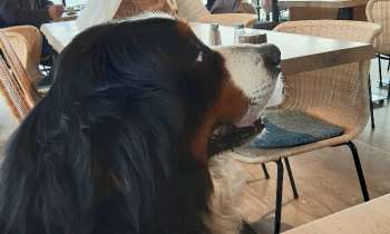 Puzzle 7140 - Chien