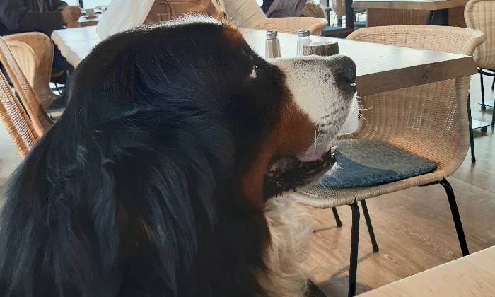 Puzzle Chien
