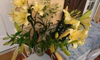 Puzzle 7024 - Fleurs