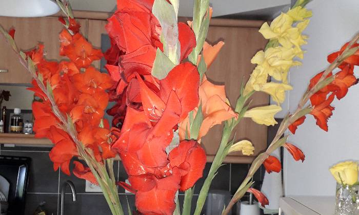 Puzzle bouquet - Paysages & Fleurs - Absolu Puzzle