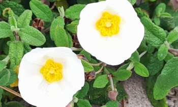 Puzzle 6925 - fleurs de maquis Corse