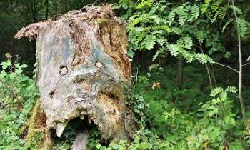Puzzle 7172 - En forêt