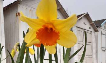 7001 | Fleurs - Jonquille symbole du printemps