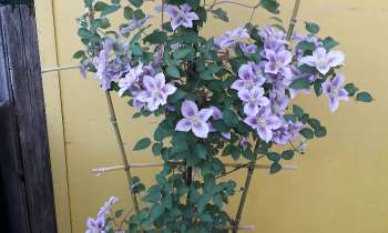 Puzzle 7067 - clematite