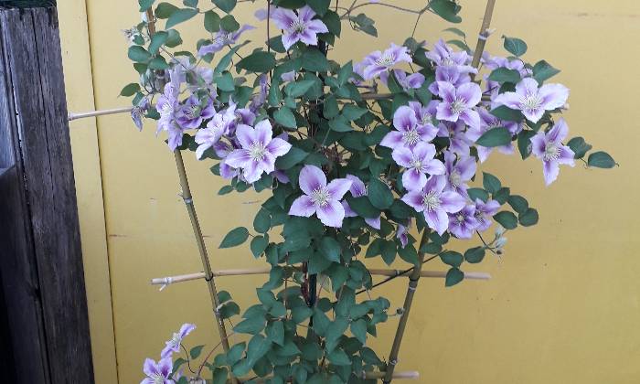 Puzzle clematite