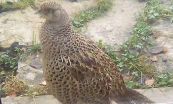 Puzzle 14321 - poule faisane