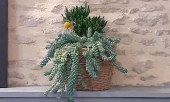 Puzzle 7227 - Plante