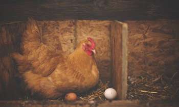 Puzzle 7307 - chiken