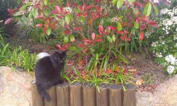 Puzzle 6808 - Chat noir