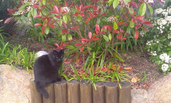 Puzzle Chat noir
