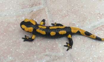 Puzzle 6993 - Salamandre