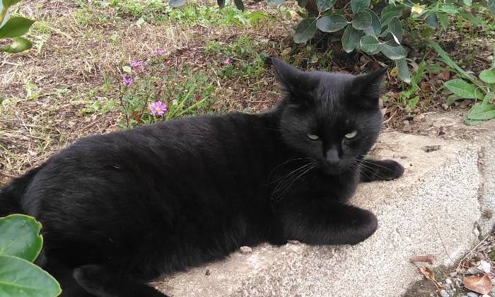 Puzzle Minet