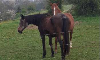Puzzle 12157 - Chevaux