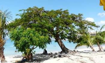 Puzzle 7012 - plage de rêves