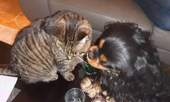 Puzzle 6633 - comme chien et chat