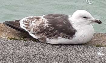 Puzzle 7030 - La mouette