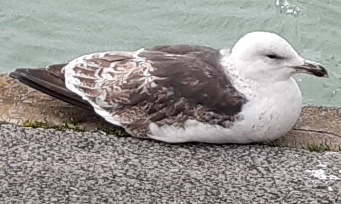 Puzzle La mouette