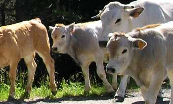 Puzzle 7199 - Vaches