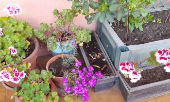 Puzzle 6989 - mon jardin