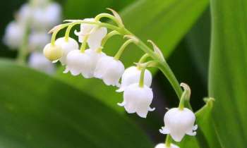 Puzzle 6609 - Brin de muguet du 1er mai