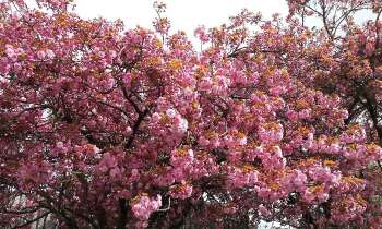Puzzle 6748 - cerisier