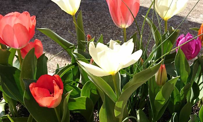 Puzzle Fleurs
