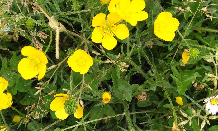 Puzzle Fleurs jaunes