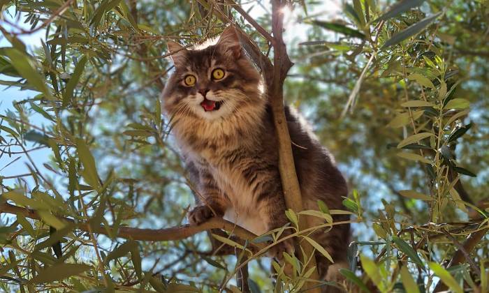 Puzzle Sly dans l'olivier