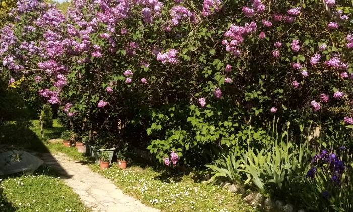 Puzzle lilas à Seigy