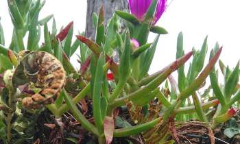 Puzzle 6657 - Plantes
