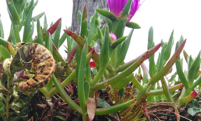 Puzzle Plantes