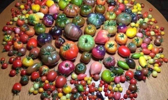 Puzzle TOUTES les tomates