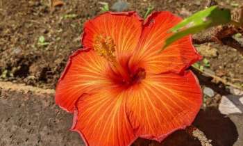 Puzzle 8911 - Hibiscus